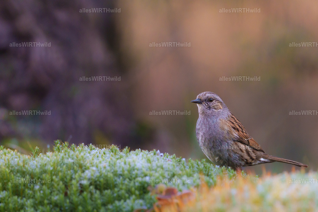 Daniel Wirth - www.allesWIRTHwild.de -7IV02341 | Entdecke die faszinierende Welt der Natur- und Wildlife-Fotografie von Daniel und Bärbel. Inspirierende Bilder von wilden Tieren und kleinen Naturwundern.