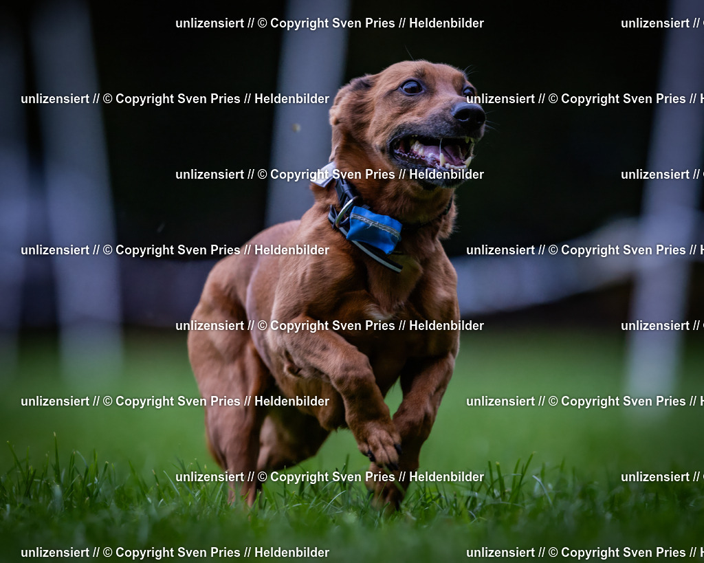 Sven Pries | 2024-10-19 - Hunderennen Ober-Grombach - Realisiert mit Pictrs.com