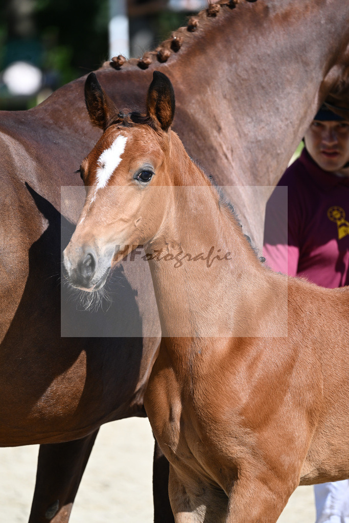 Praesentation Auktionsfohlen_36230287 | hf-fotografie - Realisiert mit Pictrs.com