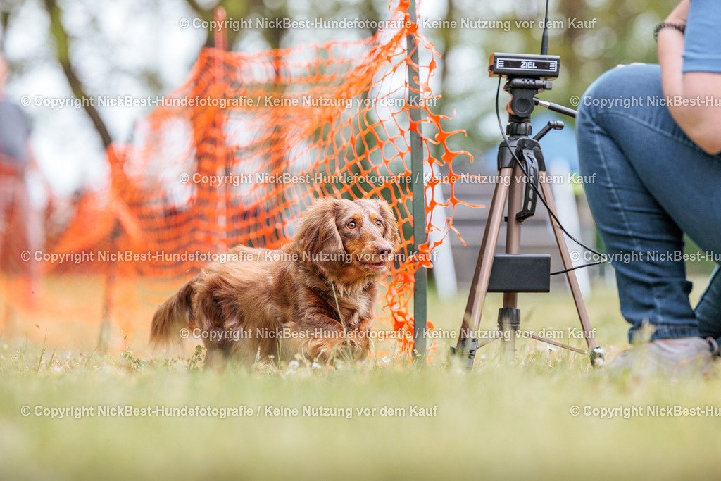 Sage Hunderennen Frühlingsfest-2026-Nickbest-Hundefotografie-0781 | Dein Hund! Dein Moment! Deine Erinnerungen! Hundefotografie in Bremen Blumenthal. Ich fange die besonderen Momente deines Vierbeiners ein – ob Indoor mit Blitzanlage oder in der freien Natur. Sicher dir dein Moment und dein Termin für eure Erinnerungen.