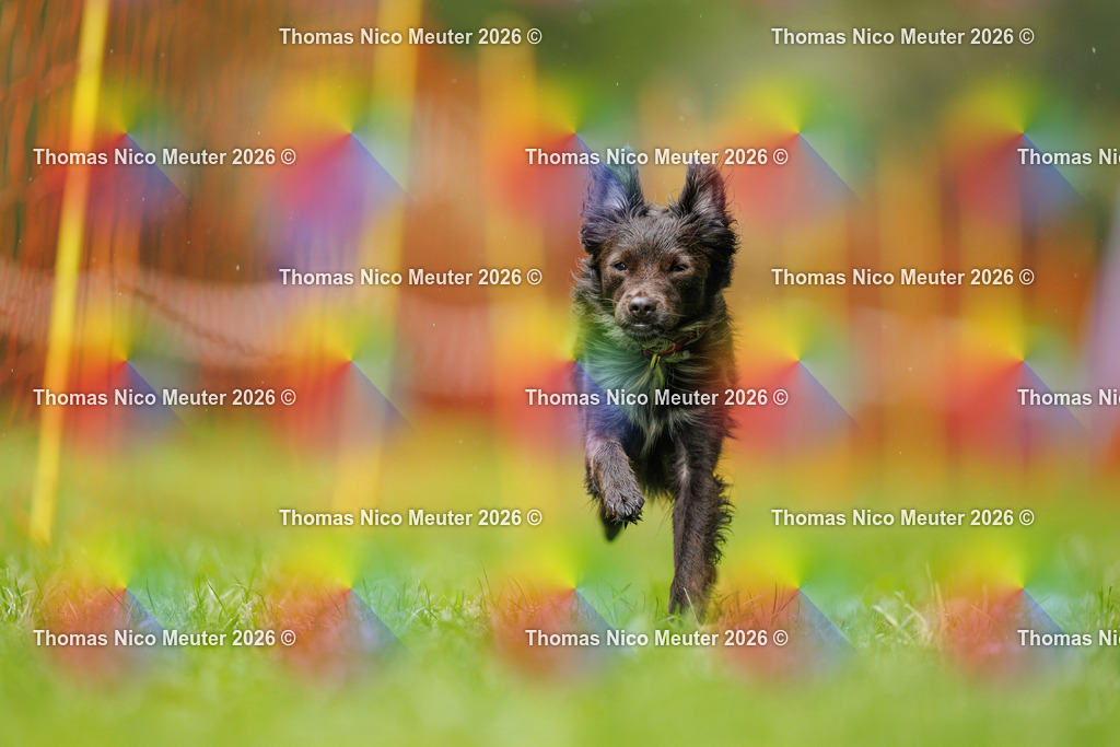Thomas_Nico_Meuter(C)_13. September 2026_223A0677 | Bild von Thomas Nico Meuter - Realisiert mit Pictrs.com