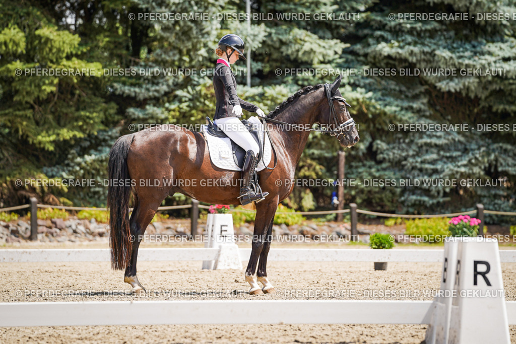 DSC01559 | Pferdegrafie