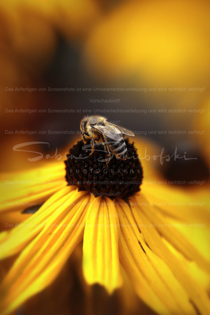 Wandbild Biene "Ein schöner Rücken..." | Exklusive Naturfotografie für stilvolle Wanddekoration ★ Premium Wandbilder Made in Germany ✔️ FineArt Drucke & Downloads ✔️ Brillante Farben, höchste Qualität & weltweiter Versand ✔️ - Realisiert mit Pictrs.com