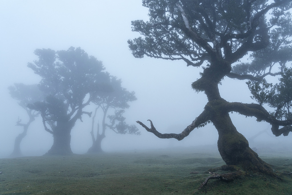 Groot | Wandbilder - Florian Läufer - Realisiert mit Pictrs.com