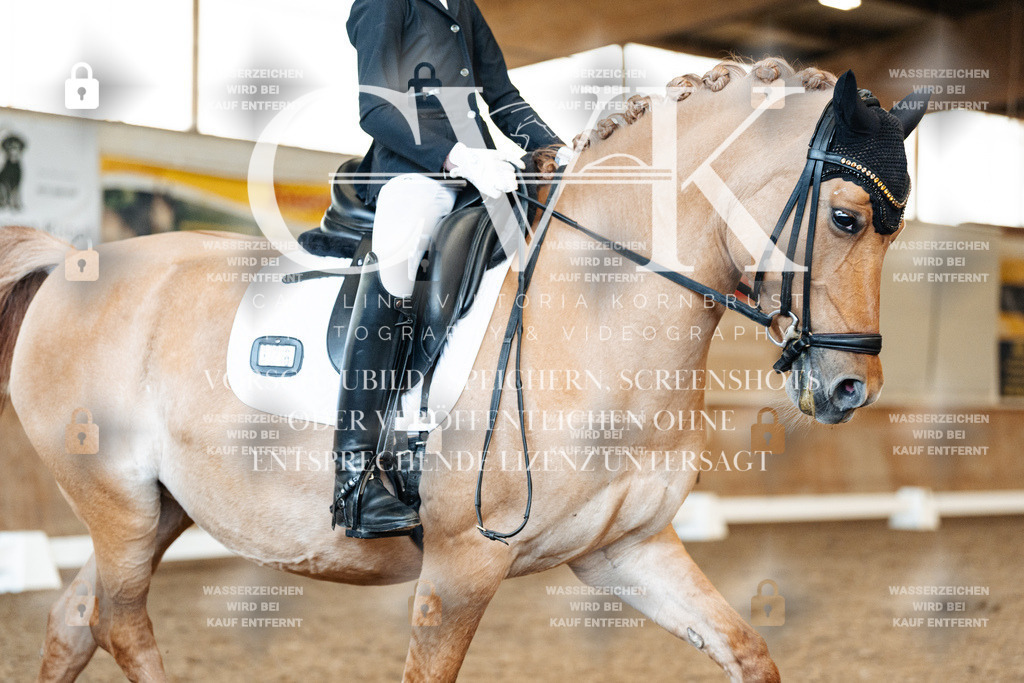 CK909608 | Turnierfotografie Pferdefotografie Trier Rheinland-Pfalz Pferdesport Reitsport Tierfotografie Sportfotografie Pferdevideo Pferdevideografie Equestrianvideography equestrianphotography  - Realized with Pictrs.com