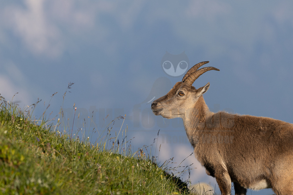 _5NF6123_20250710 | Ein majestätischer Steinbock steht auf einer erhöhten Position und blickt in die Ferne. Sein Körperbau ist kräftig und seine Hörner sind ein markantes Merkmal. Die Umgebung besteht aus einer grünen Wiese und einem blauen Himmel, was eine friedliche und natürliche Atmosphäre schafft. Der Steinbock scheint in seinem natürlichen Lebensraum zu sein, in dem er sich sicher und wohl fühlt. - Realisiert mit Pictrs.com