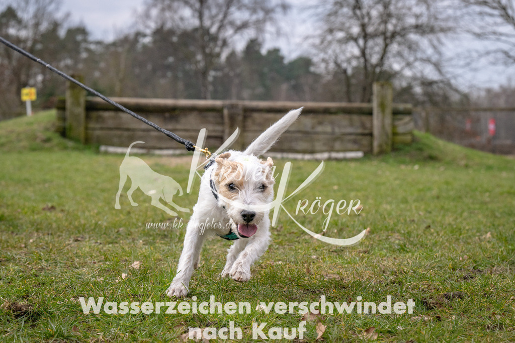 _ZZ92063 | kk-dogfotos