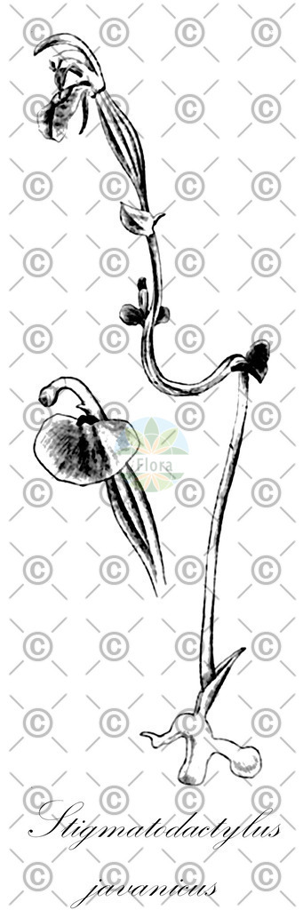 HistAbb_7NMN_1_ENZY_Simple | Historische Abbildung von Stigmatodactylus javanicus - Orchidaceae | Historical Illustration of Stigmatodactylus javanicus - Orchidaceae