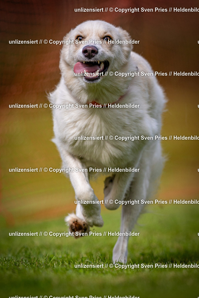 Sven Pries | 2024-09-22 - Hunderennen Baden-BadenPudelverein - Realisiert mit Pictrs.com