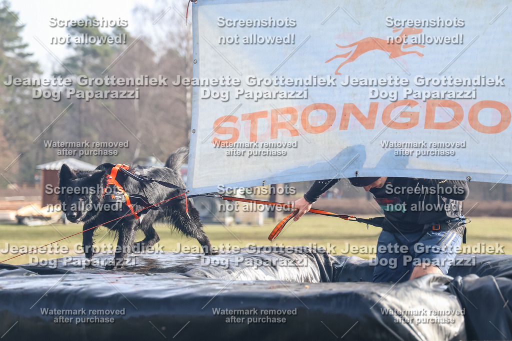 Dog Paparazzi - Strongdog North Mrz26-342 | Dog Paparazzi Jeanette Grottendiek Fotografie & Videografie - Realisiert mit Pictrs.com