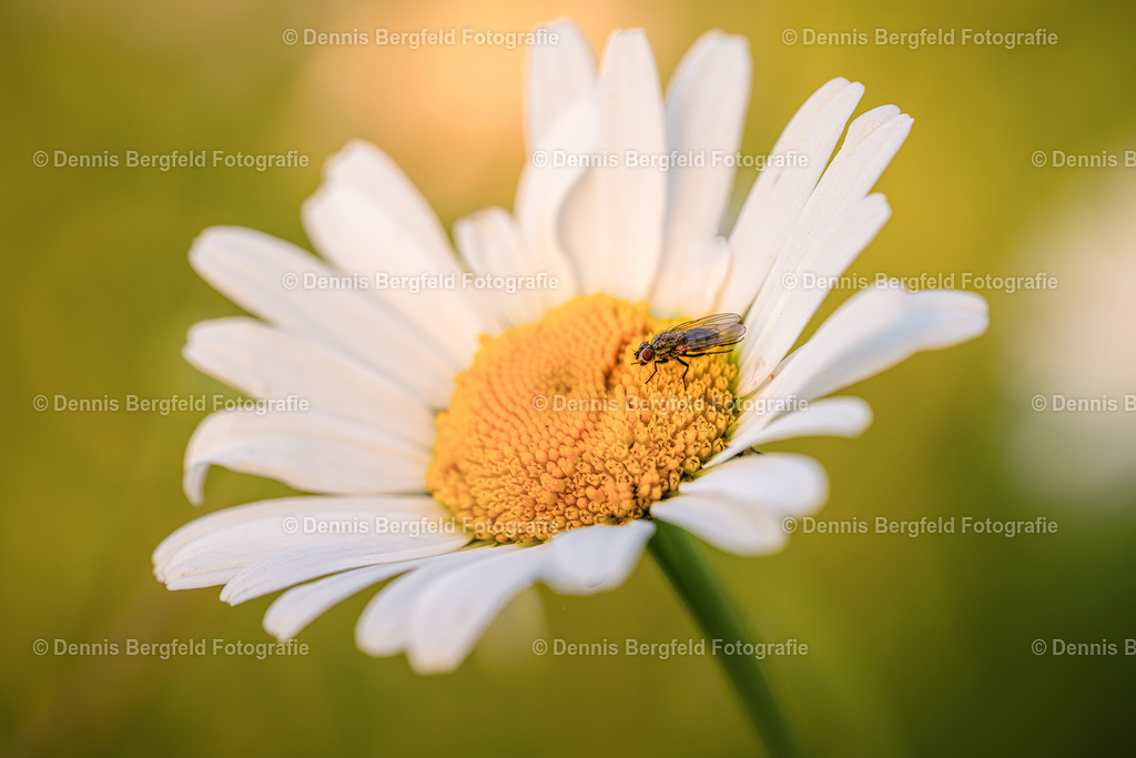Fliege | Entdecken Sie Natur, Makro und Tierfotografie von Dennis Bergfeld.Besondere Momente und Details der Natur, hochwertig als Foto und Wandbild erhältlich. - Realisiert mit Pictrs.com