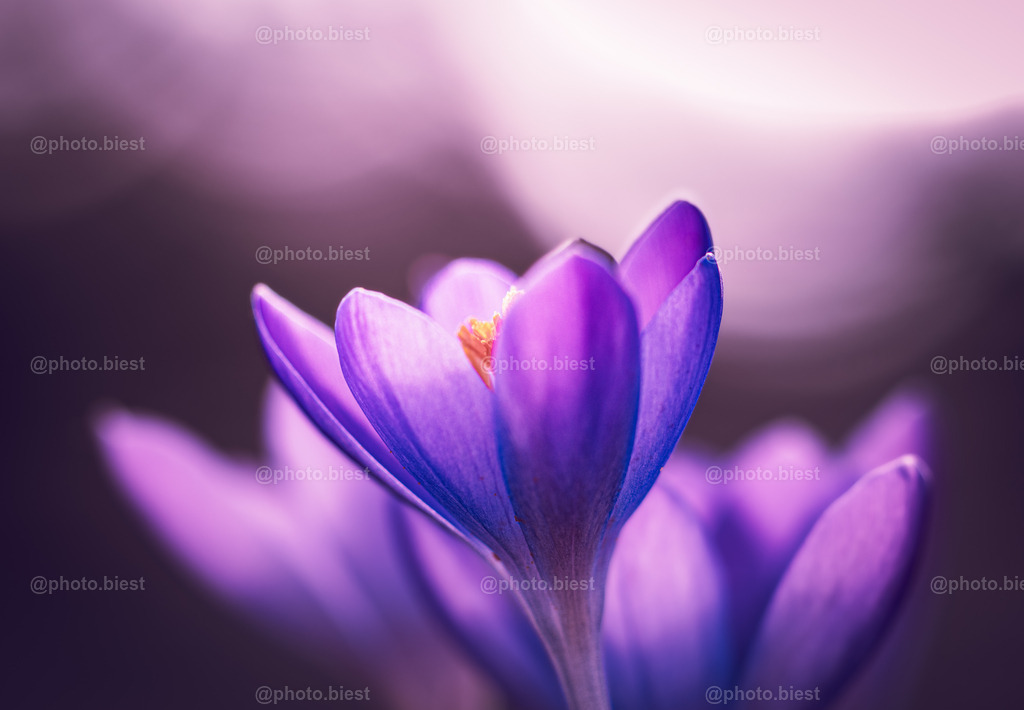 Purple Dream | Lila Krokusse, lichtdurchflutet. - Realisiert mit Pictrs.com