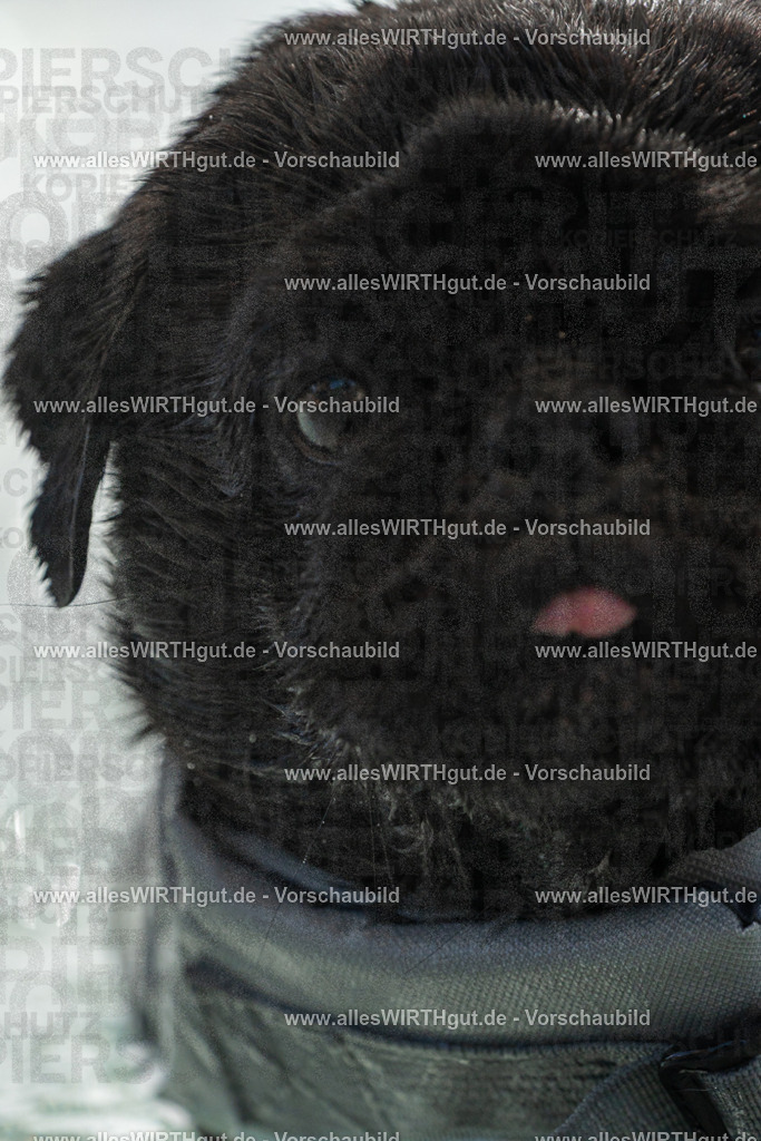 Hundeschwimmen_Volksbad_2026-allesWIRTHgut_Tierfotografie-2609061438-FAY06969 | Professionelle Tierfotografie in Mönchengladbach von Daniel Wirth (allesWIRTHgut). Liebevolle & natürliche Bilder von Hunden & Katzen für unvergessliche Erinnerungen.