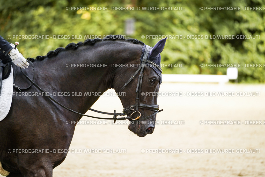 DSC09772 | Pferdegrafie