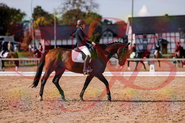 2026_10_03_Siefer-Hof_130220_Z81_56207761 | Professionelle Reitsport-, Turnier- und Eventfotografie von Robert Broda. Galerien mit ausgewählten und bearbeiteten Bildern direkt online ansehen und bestellen.