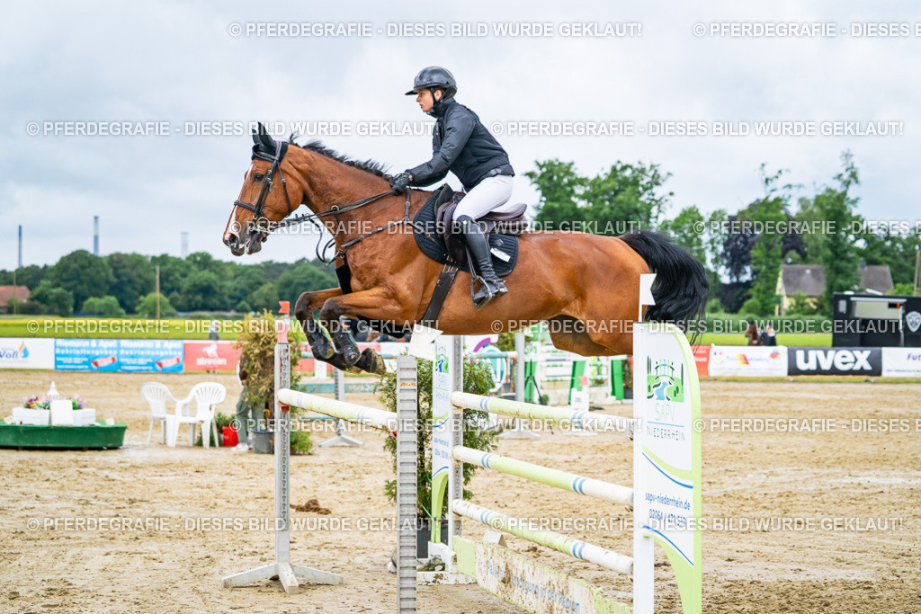 DSC04310 | Pferdegrafie