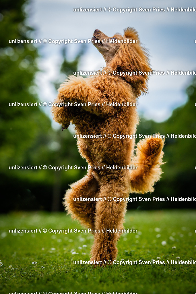 Sven Pries | 2025-05-29 - Pudelrennen KA-Durlach - Realisiert mit Pictrs.com