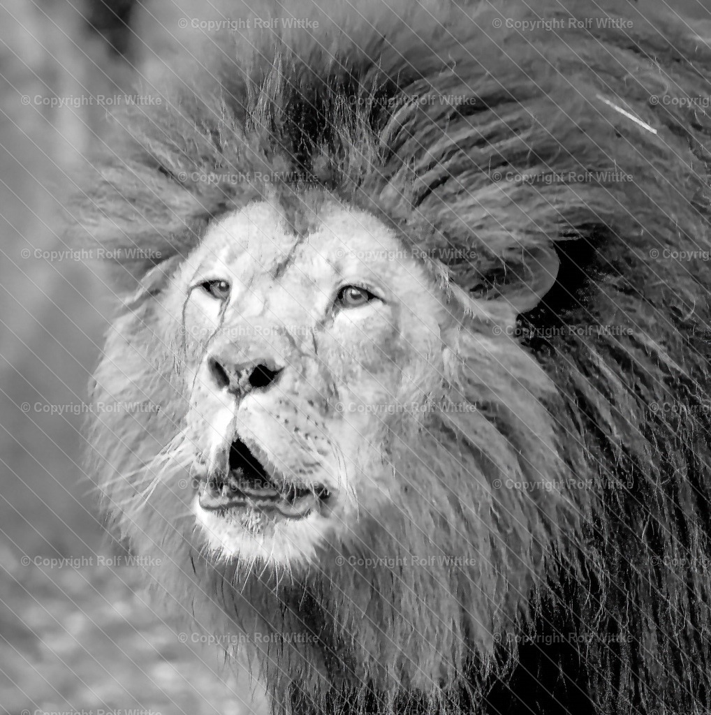 löwe0.1 | Rolf Wittke  - Realisiert mit Pictrs.com
