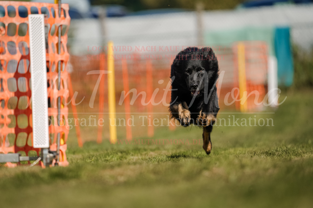 20250928_Hunderennen-680 | MuT (Mensch und Tier) mit Mona - Fotografie und Tierkommunikation - Realisiert mit Pictrs.com