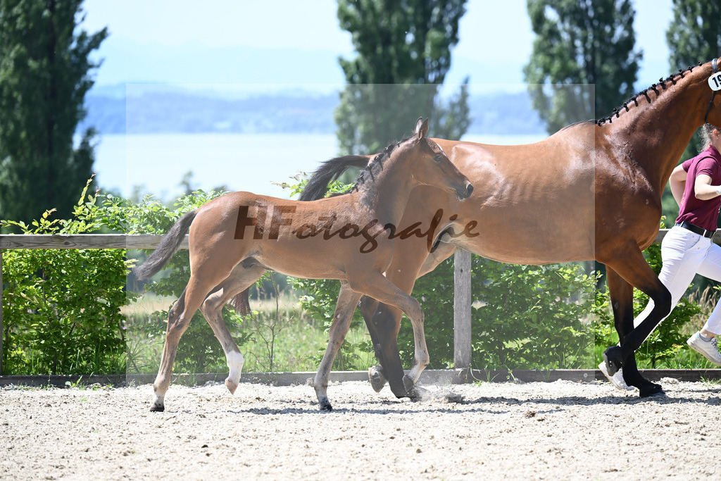 Adzaro de L Abbaye B x Arrivederci_HF_Hunklinger_19240538 | hf-fotografie - Realisiert mit Pictrs.com