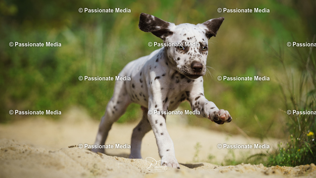DSC06030 | Passionate Media, dein Fotograf aus Brandenburg, Märkisch Oderland, im Bereich Motorsport, Autos und Motorräder sowie Events und auch Hunde. Shootings oder auch Eventbegleitungen können bei mir gebucht we