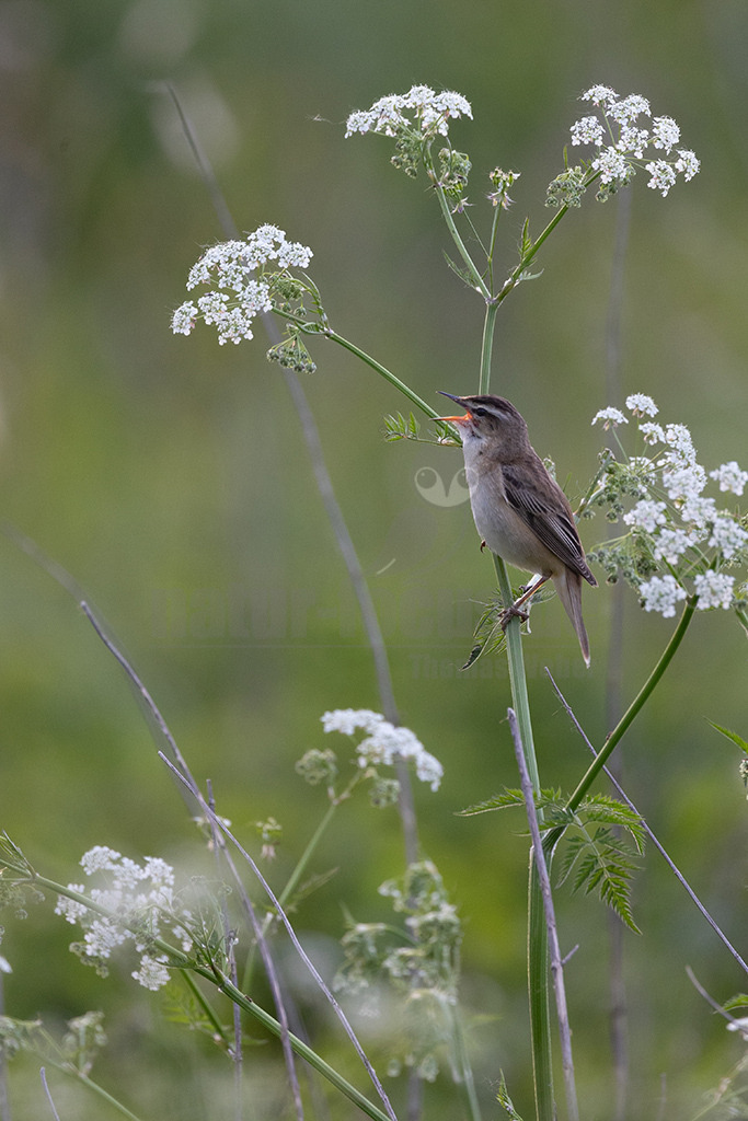 R6NF5188-20230514 | Beim Spaziergang durch dichte Schilfgürtel hört und sieht man den kleinen Rohrsänger in ganz Nord- und Mitteleuropa. Er gehört zur typischen Avifauna von vegetationsreichen Feuchtgebieten und ist zudem lebhaft und wenig scheu. - Realisiert mit Pictrs.com