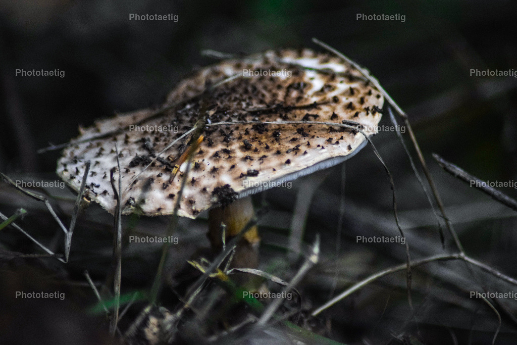 IMG_5346 | phototaetig