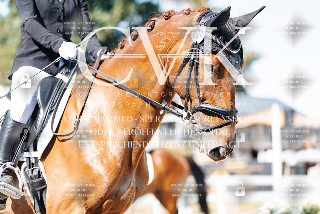 CK908662 | Turnierfotografie Pferdefotografie Trier Rheinland-Pfalz Pferdesport Reitsport Tierfotografie Sportfotografie Pferdevideo Pferdevideografie Equestrianvideography equestrianphotography  - Realisiert mit Pictrs.com