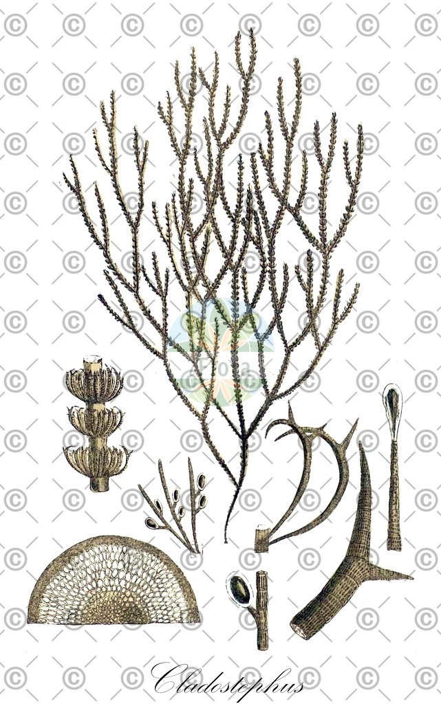 HistAbb_7NT22_2_ENZY_Simple | Historische Abbildung von Cladostephus - Cladostephaceae (0) | Historical Illustration of Cladostephus - Cladostephaceae (0)