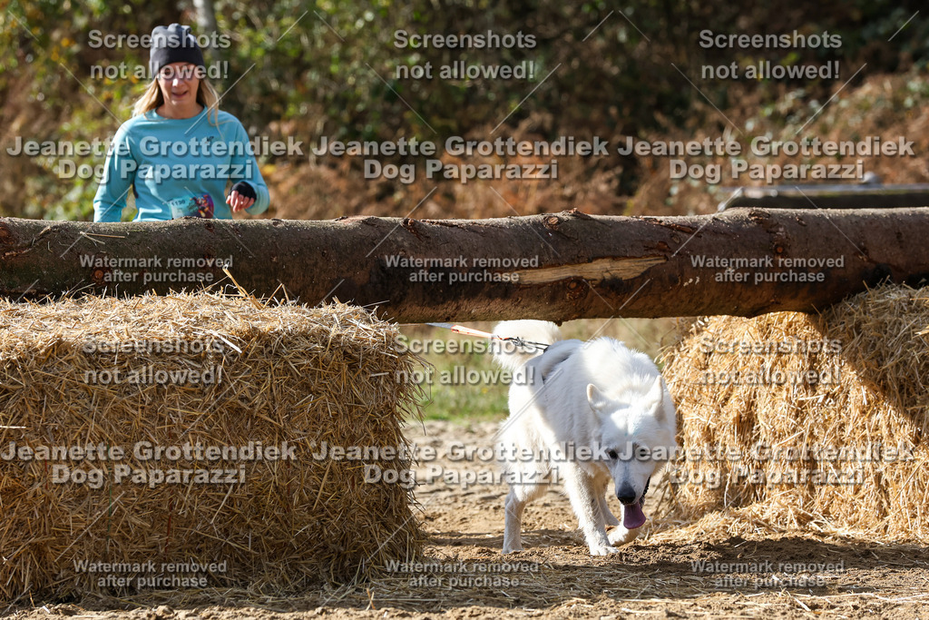 Dog Paparazzi - Strongdog 10-25-5619 | Dog Paparazzi Jeanette Grottendiek Fotografie & Videografie - Realisiert mit Pictrs.com