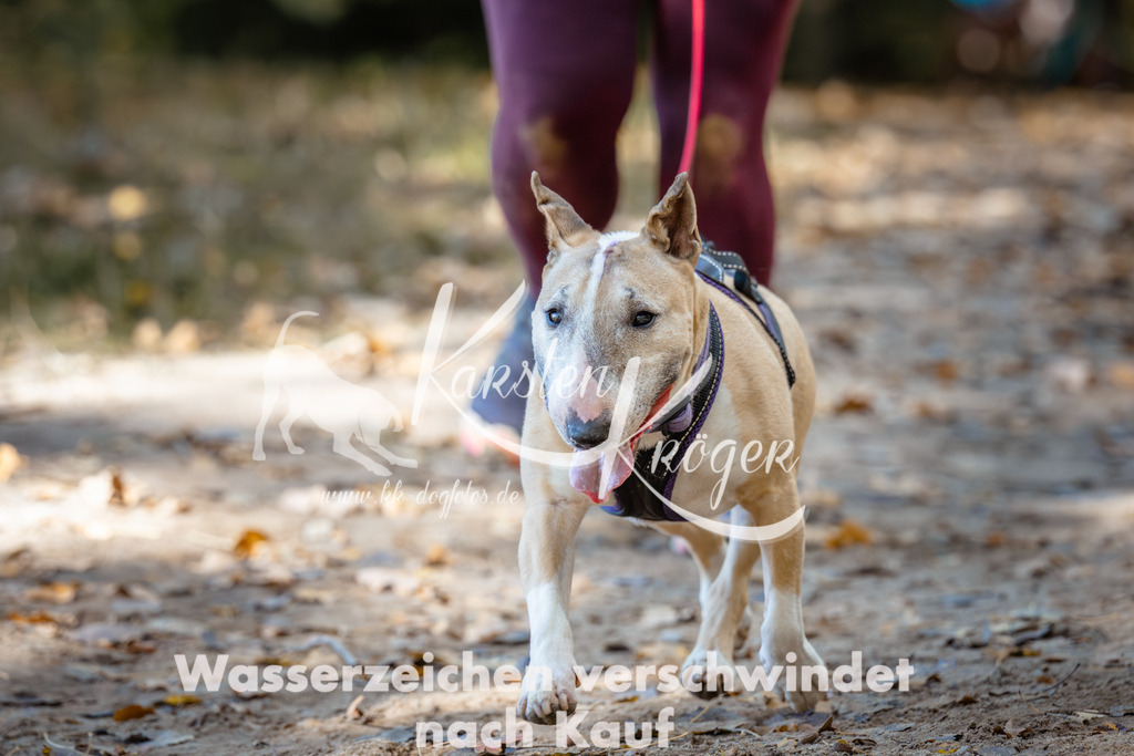 1227_ZZ95164 | kk-dogfotos