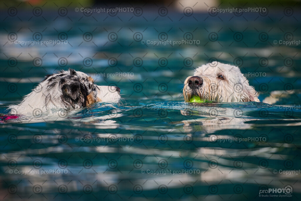 194_202509_4Hundebadetag_NZ9_2760 | proPHOTO - Realisiert mit Pictrs.com