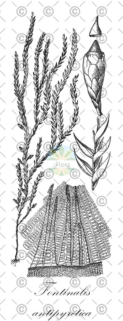 HistAbb_wfo-0001182045_3_ENZY_Simple | Historische Abbildung von Fontinalis antipyretica - Fontinalaceae | Historical Illustration of Fontinalis antipyretica - Fontinalaceae