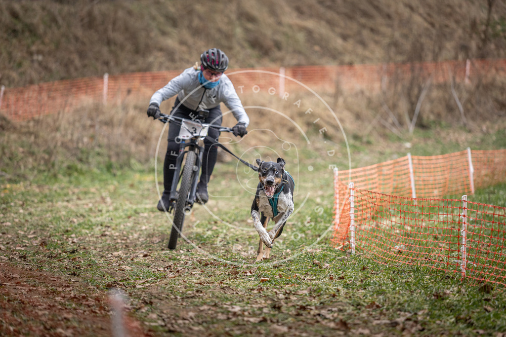 Pfotenfotografie_DV3A6213 | Hundefotografie, Tierfotograf, Pfotenfotografie, Fotoshooting Hund, Hunde Portrait, Hundesport, Hundeportraits, Heideshooting, Hunde, Sportfotograf, Hundefotograf, Turnierhundsport, THS,  - Realisiert mit Pictrs.com