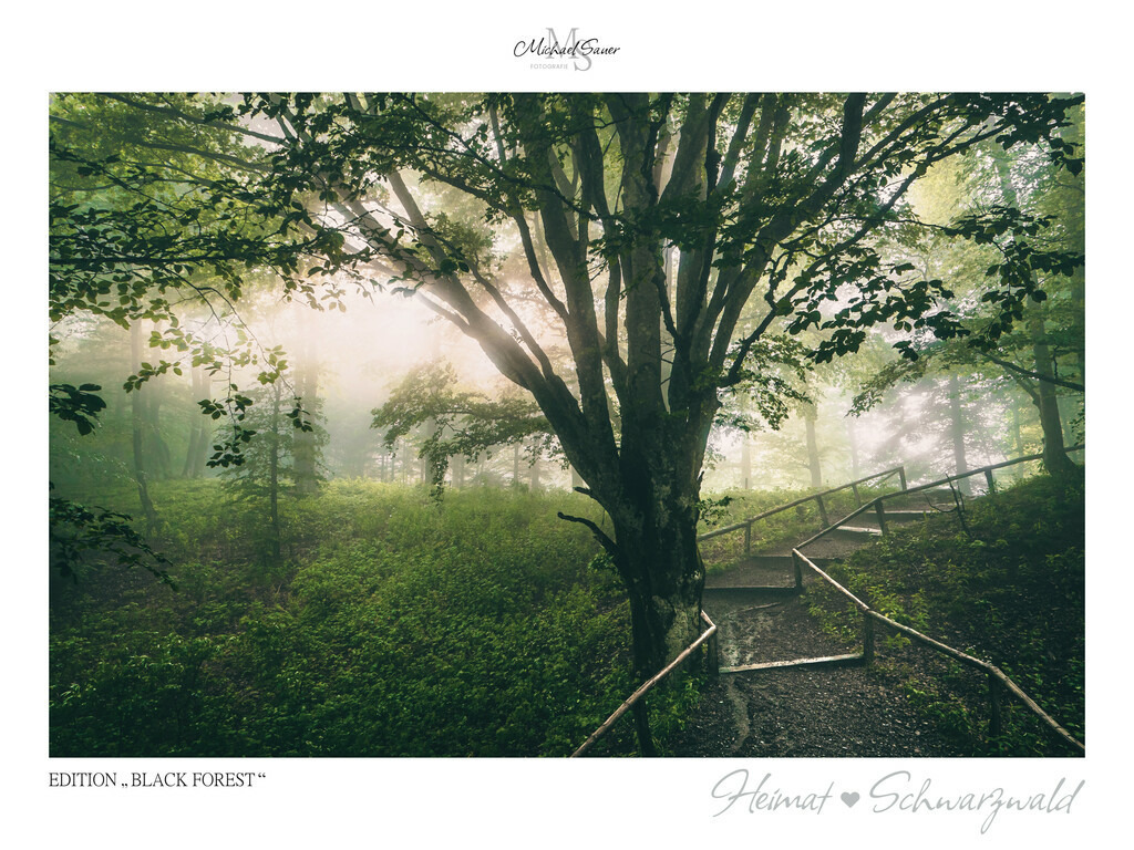 Edition "BLACK FOREST" | Motiv: Wanderpfad mit mächtigen Bäumen am Schauinsland. Die beliebtesten Fotografien aus dem Schwarzwald als signierte Sonderedition. Eine exklusive Wanddekoration für alle Liebhaber von traumhaften Schwarzwaldlandschaften. Hochwertige Wandbilder in brillanter Druckqualität auf Acrylglas, Alu-Dibond und Leinwand für Ihr Zuhause – inklusive rückseitige Aufhängung.
 - Realisiert mit Pictrs.com