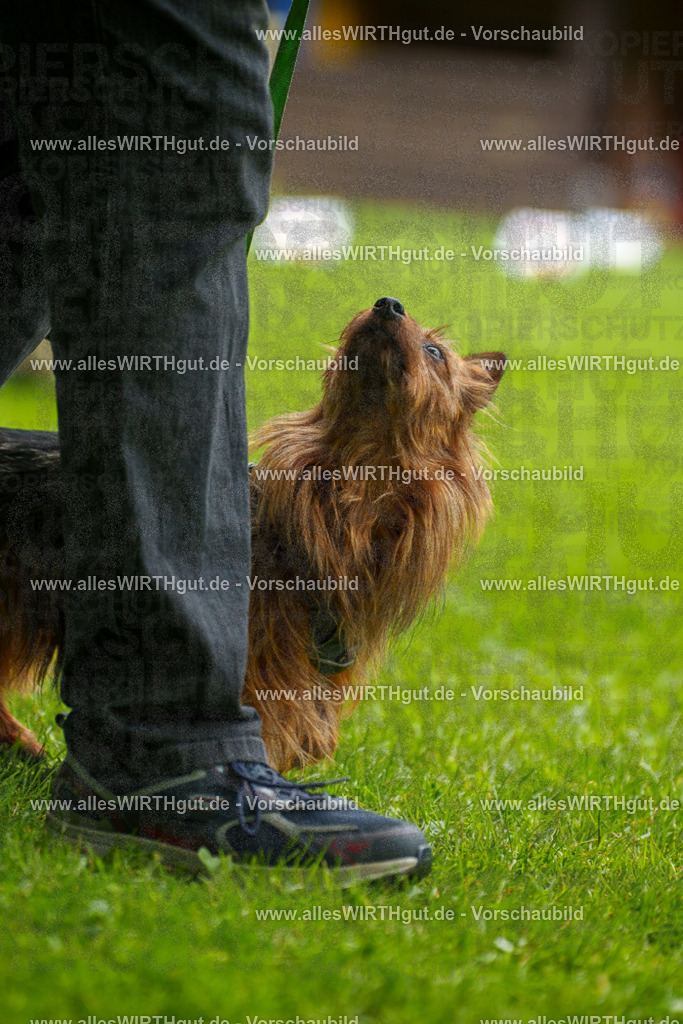 @allesWIRTHgut_Tierfotografie - www.allesWIRTHgut.de - 130720-7R509808 | Professionelle Tierfotografie in Mönchengladbach von Daniel Wirth (allesWIRTHgut). Liebevolle & natürliche Bilder von Hunden & Katzen für unvergessliche Erinnerungen.