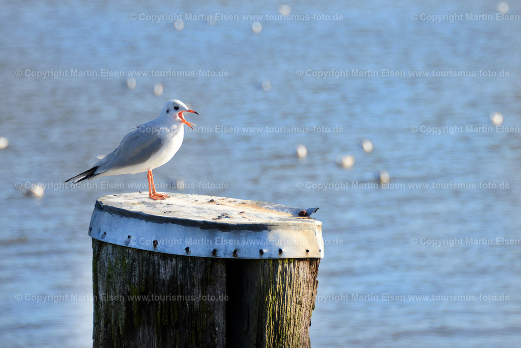 Lühe Anleger Möve_ELS_6368a | Fotos aus den Touristenorten aus Norddeutschland. - Realisiert mit Pictrs.com