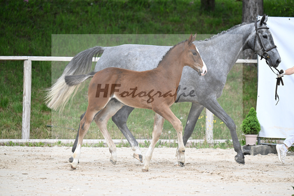 Kat-Nr. 5 HF Aganix du Seigneur x Dominator Z_Daurer_24260054 | hf-fotografie - Realisiert mit Pictrs.com