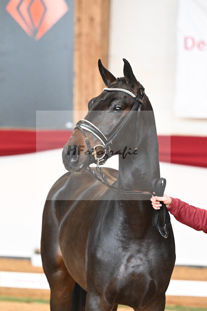 Kat-Nr. 44 Quaterback x Desperados_Ullmann_43230465 | hf-fotografie - Realisiert mit Pictrs.com