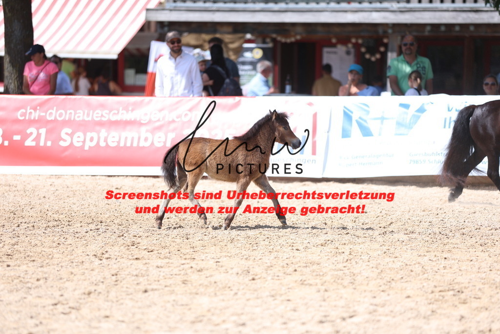 Fohlenschau_Schwäbisch_Hall_Ponys_KN 50_7 | lmwpictures - Realisiert mit Pictrs.com