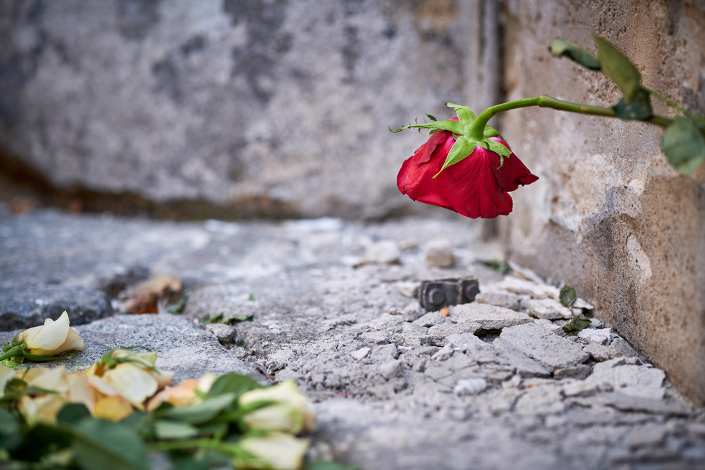 rote Rose an der Hauswand | Wien, Austria - November 06, 2020: Gedenken an den Terroranschlag vom 02.11.2020, rote Rose an der Hauswand. - Realisiert mit Pictrs.com