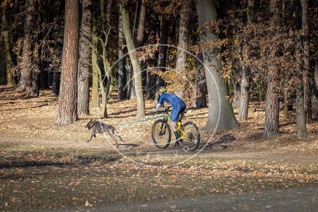 CaniXpix_DV3A4487 | Hundefotografie, Tierfotograf, Pfotenfotografie, Fotoshooting Hund, Hunde Portrait, Hundesport, Hundeportraits, Heideshooting, Hunde, Sportfotograf, Hundefotograf, Turnierhundsport, THS,  - Realisiert mit Pictrs.com