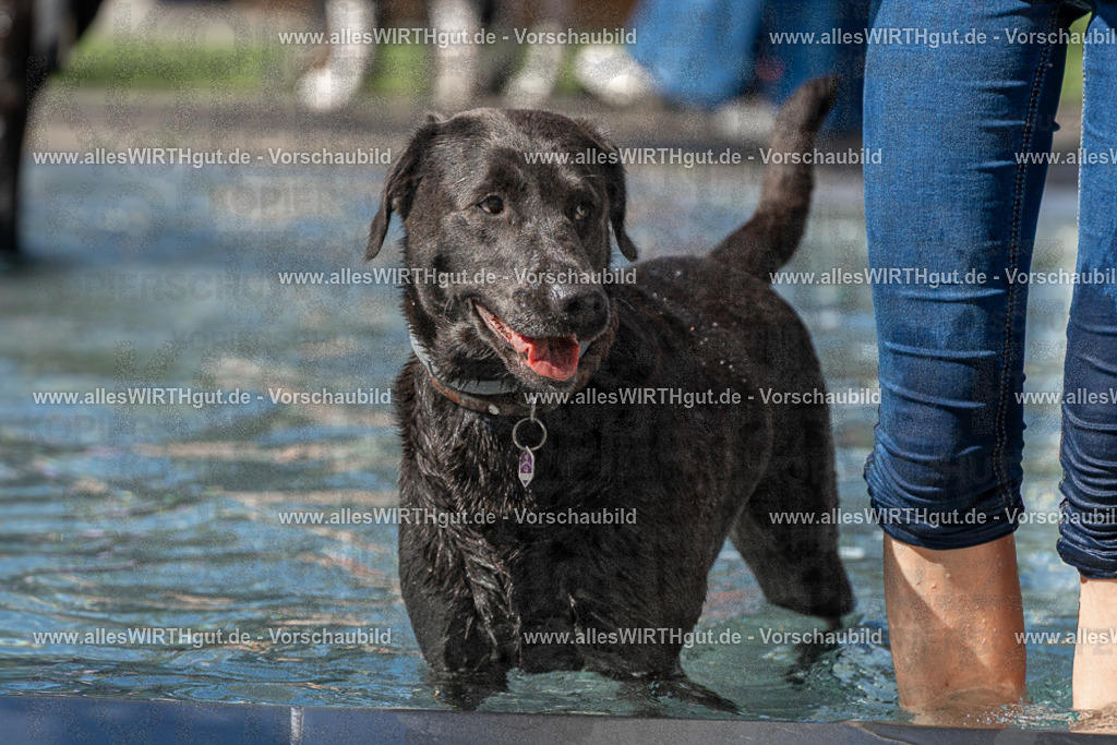 Hundeschwimmen_Volksbad_2026-allesWIRTHgut_Tierfotografie-2609061253-FAY06609 | Professionelle Tierfotografie in Mönchengladbach von Daniel Wirth (allesWIRTHgut). Liebevolle & natürliche Bilder von Hunden & Katzen für unvergessliche Erinnerungen.