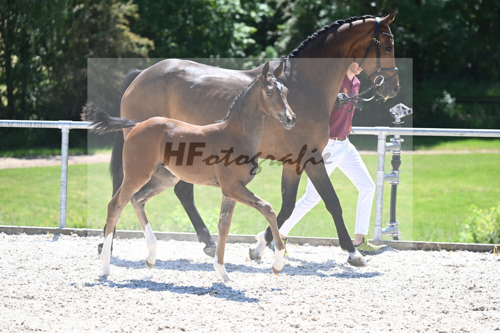 Kat-Nr. 23 SF Zauberlehrling PS_Scheer_16230529 | hf-fotografie - Realizzato con Pictrs.com