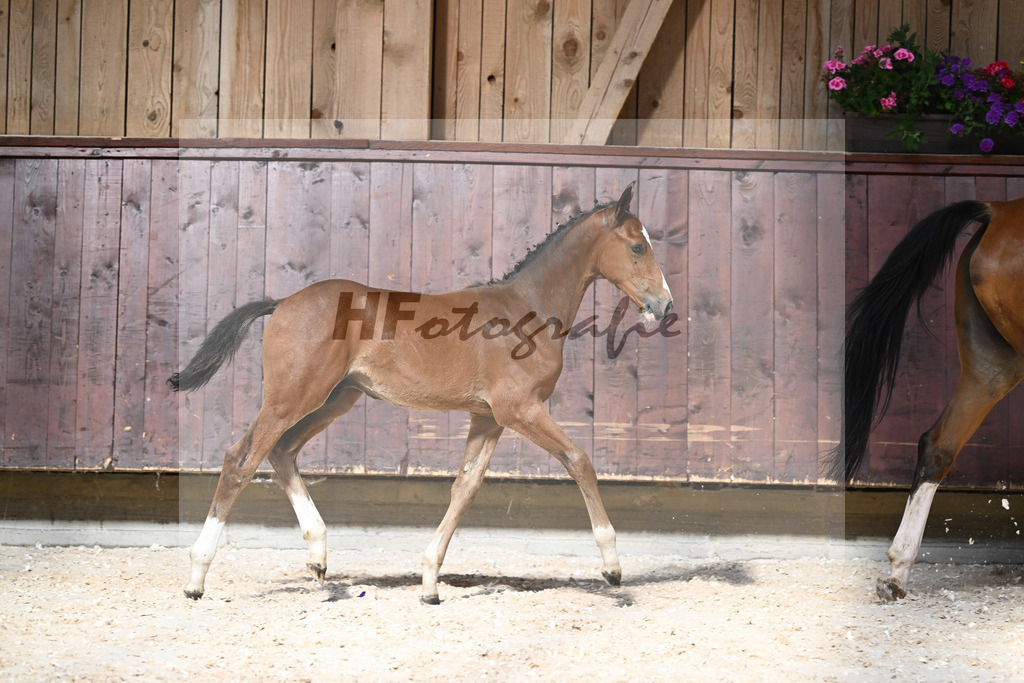 Kat-Nr. 20 HF Cullinan du Borget B x Vivant v d Heffinck_Gindhart_32240141 | hf-fotografie - Realizzato con Pictrs.com