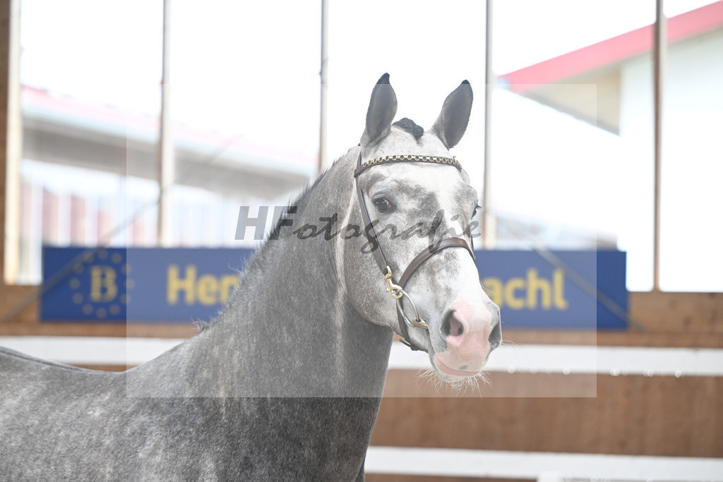 Kat-Nr. 5 Ziroccos Blanc v. Zirocco Blue_Engelbrecht_14260432 | hf-fotografie - Realisiert mit Pictrs.com