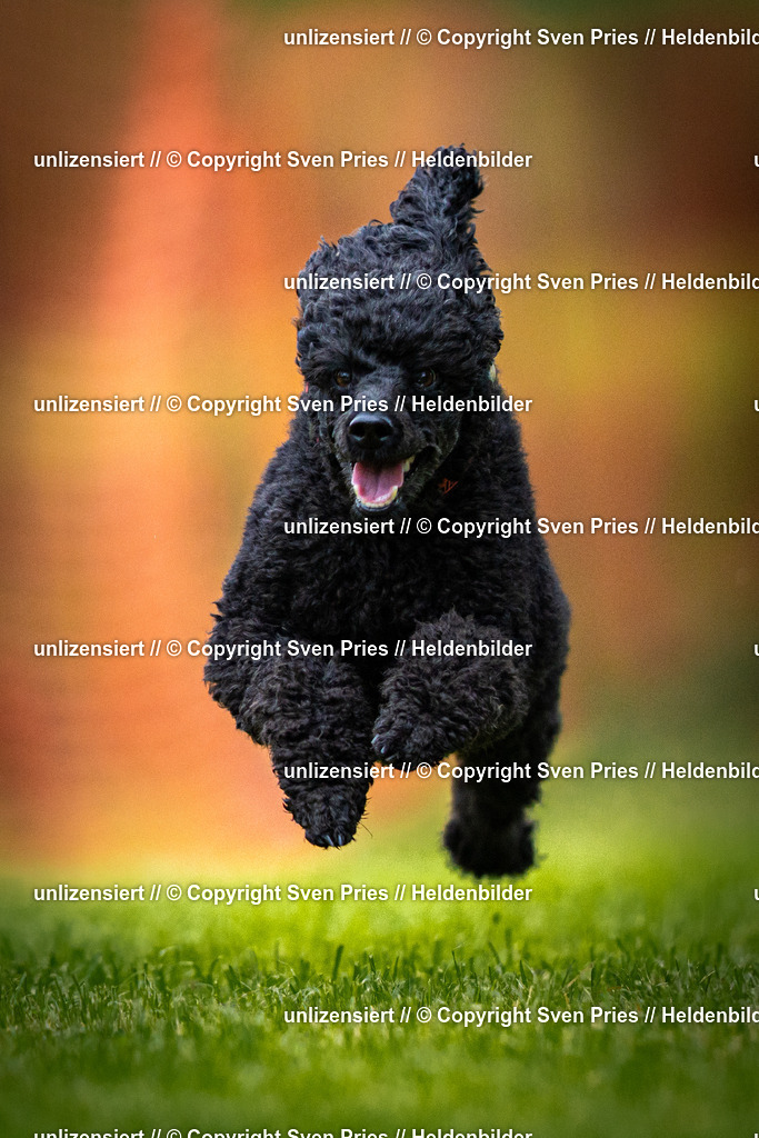 Sven Pries | 2025-09-21 - Hunderennen Baden-Oos - Realisiert mit Pictrs.com