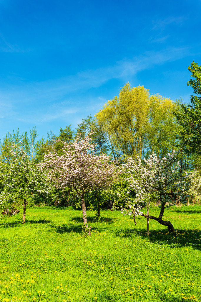 Blühende Bäume mit blauem Himmel in der Nähe von Schwaan | Blühende Bäume mit blauem Himmel in der Nähe von Schwaan.                 