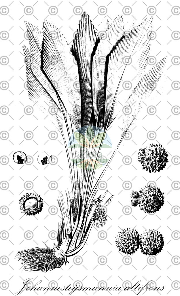 HistAbb_wfo-0000674994_1_ENZY_Simple | Historische Abbildung von Johannesteijsmannia altifrons - Arecaceae | Historical Illustration of Johannesteijsmannia altifrons - Arecaceae