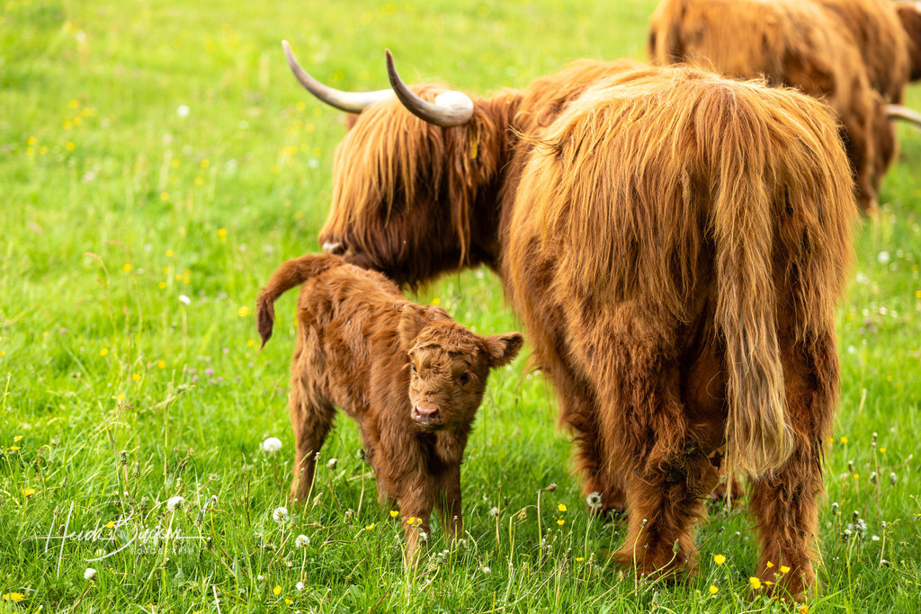 Schottisches Hochlandrind mit Kälbchen | Schottisches Hochlandrind mit Kälbchen - Realisiert mit Pictrs.com